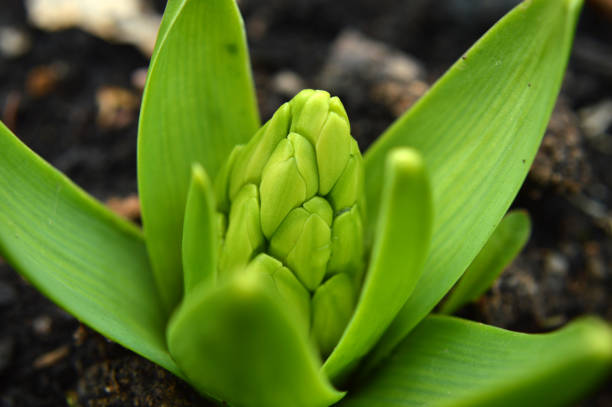 Hyacinth Bulbs Sprouting - Three hyacinth bulbs with new green shoots, ready for planting, on a white background