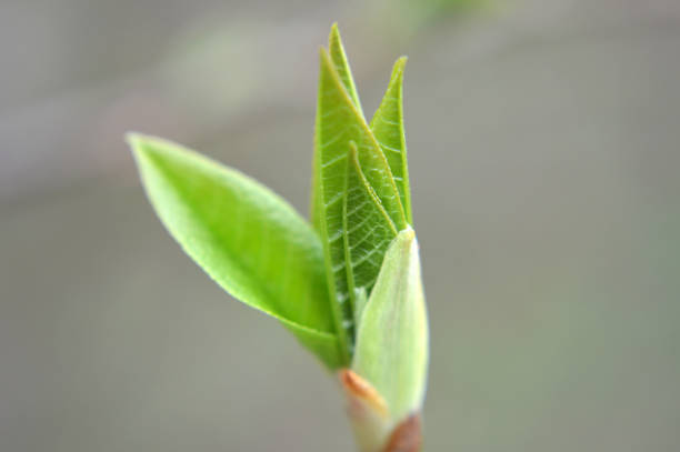 Closeup of a green bud growing