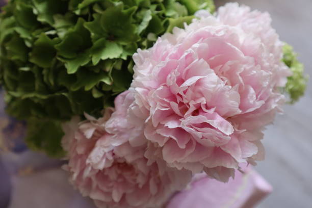 istock Pink peony and green hydrangea flowers close up. 2177411582