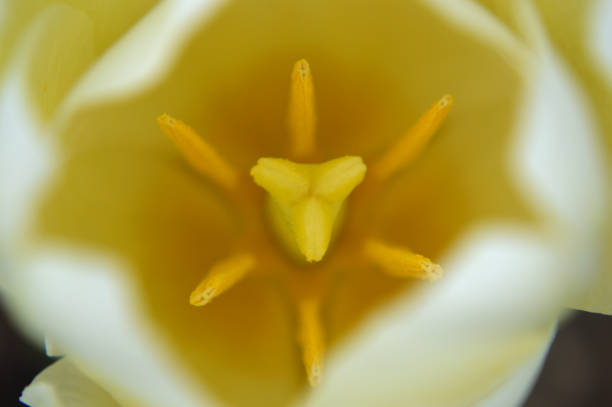 Closeup of a white-yellow tulip