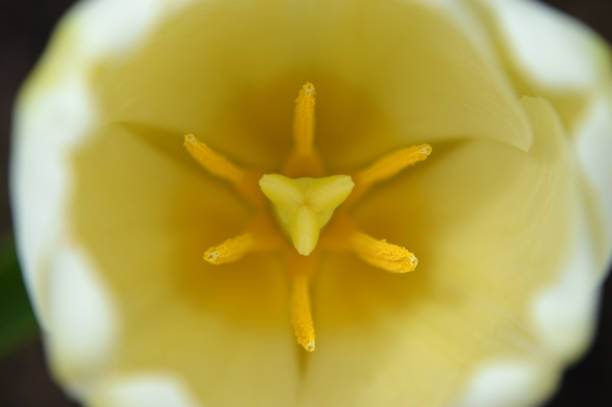 Closeup of a white-yellow tulip
