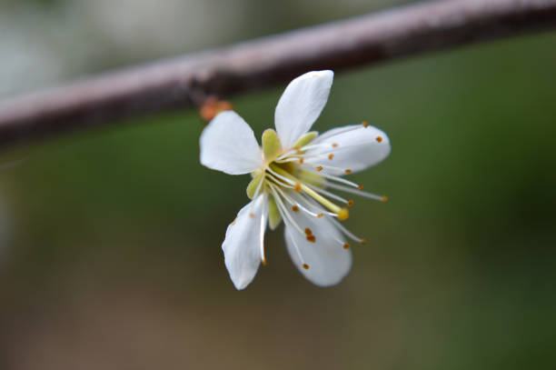 Closeup of a white fruit tree flower