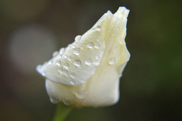 Closeup of a white poppy flower