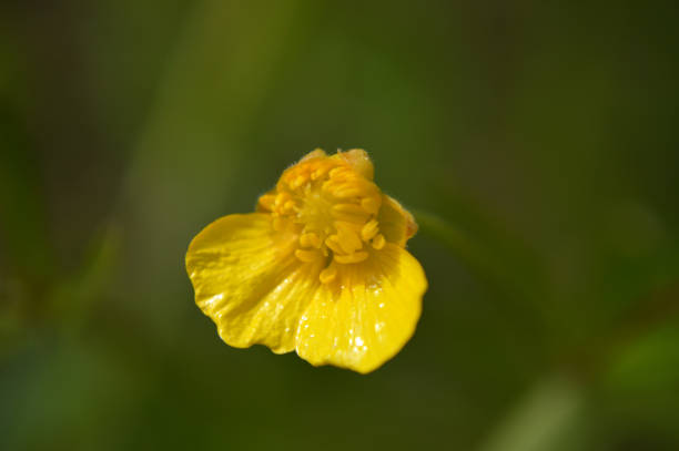 Closeup of a small buttercup flower