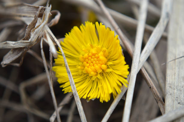 focus on stamen