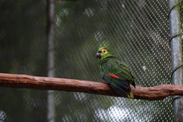 salvador, bahia, brazil - august 8, 2024: parrot is seen at a treatment center for wild animals in the city of Salvador.