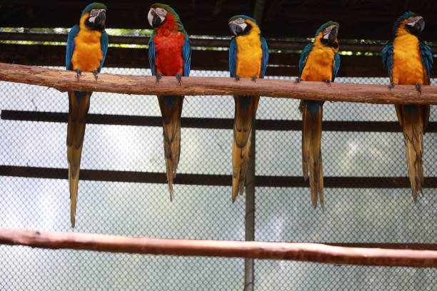 istock wild animal treatment center 2177412832