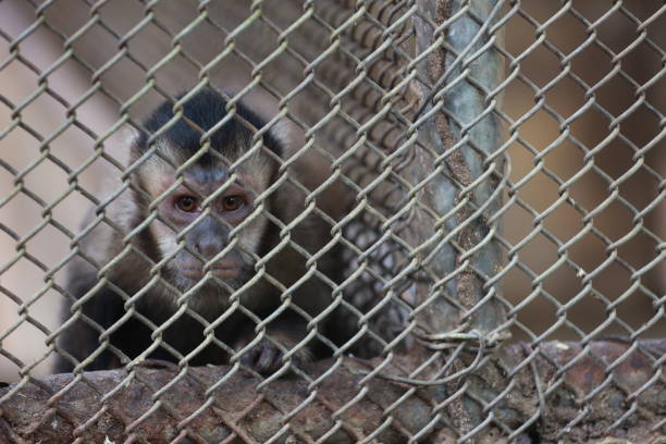 istock wild animal treatment center 2177412842