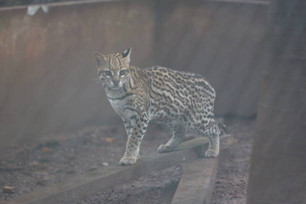 salvador, bahia, brazil - august 8, 2024: An ocelot is seen at a wildlife treatment center in the city of Salvador.