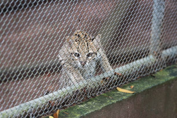 salvador, bahia, brazil - august 8, 2024: An ocelot is seen at a wildlife treatment center in the city of Salvador.