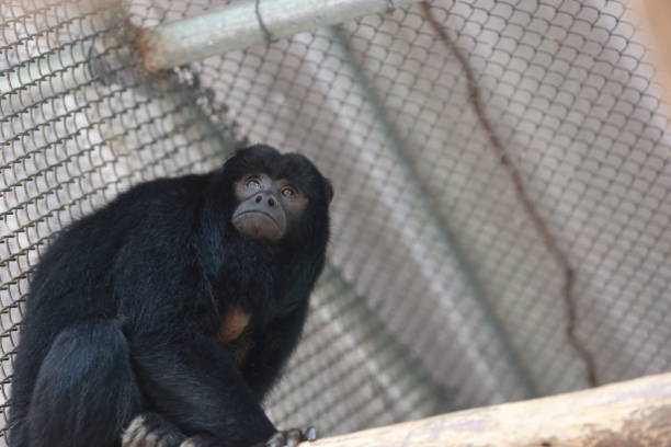 istock wild animal treatment center 2177412929
