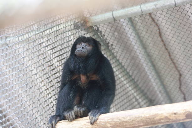 istock wild animal treatment center 2177412943