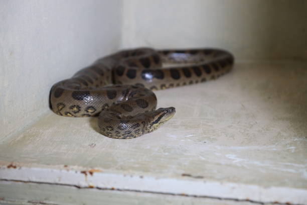 salvador, bahia, brazil - august 8, 2024: snake is seen at a treatment center for wild animals in the city of Salvador.