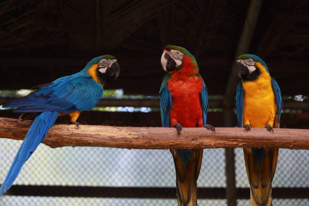 istock wild animal treatment center 2177413094