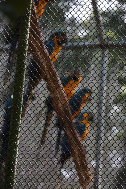 salvador, bahia, brazil - august 8, 2024: macaws seen at a wildlife treatment center in the city of Salvador.