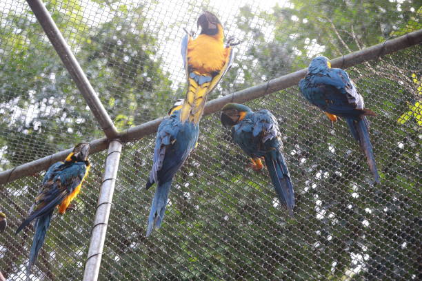 salvador, bahia, brazil - august 8, 2024: macaws seen at a wildlife treatment center in the city of Salvador.