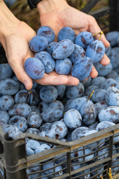 istock Harvesting plums in Autumn 2177414113