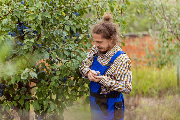 Young man loves harvesting plums in the Autumn
