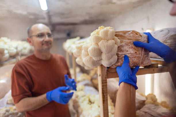 istock Medical Workers Gather Mushrooms for Treatment 2177415366