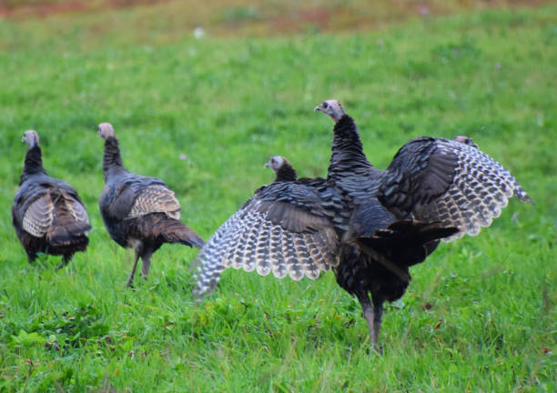 istock Des dindons sauvages 2177415477