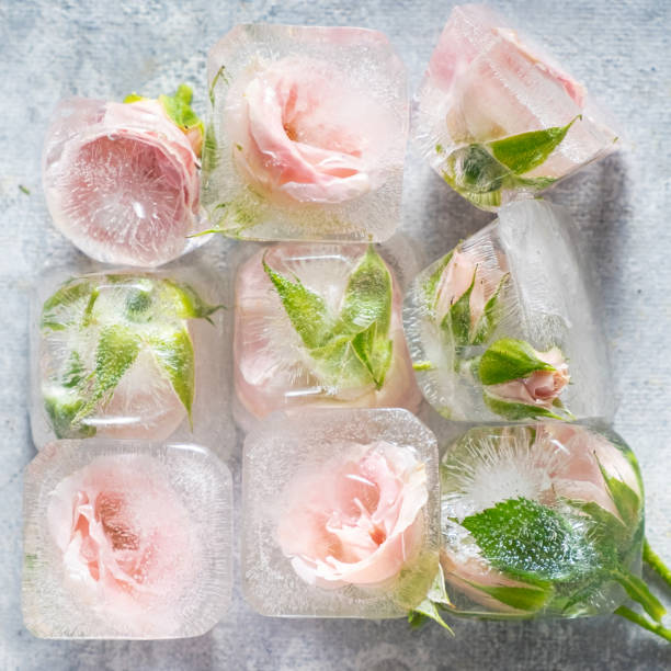 frozen roses