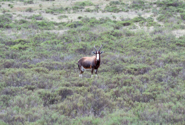 Blesbok in a South African Game Reserve, looking at camera.