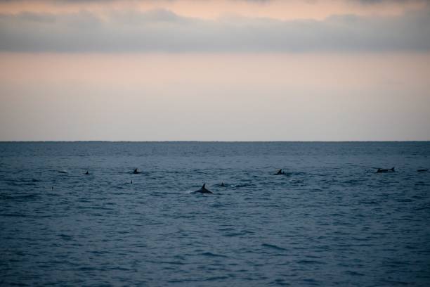 istock Dolphins Swimming at Dusk 2177417914