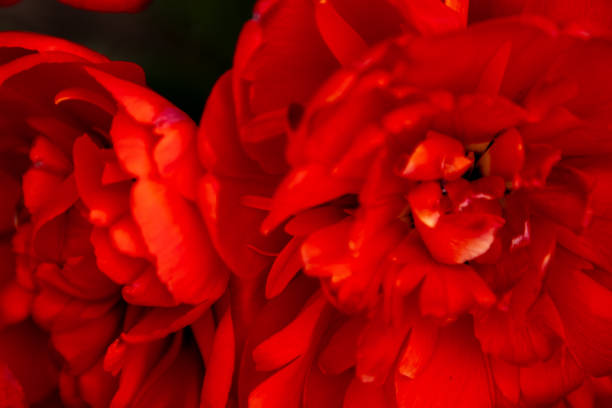 Red tulip flower background Petal bud. Spring garden.