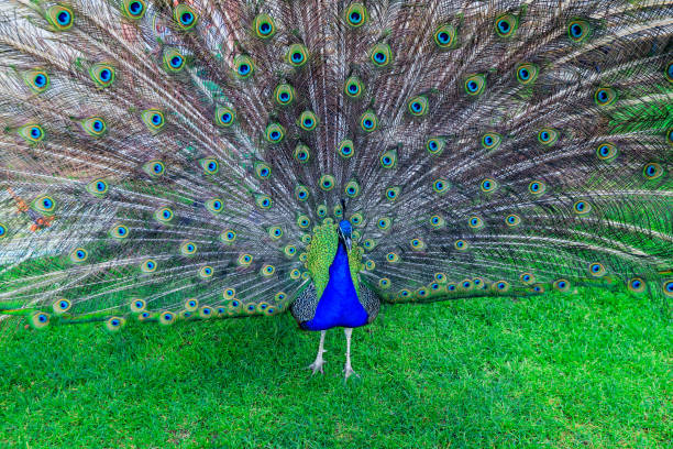 A colorful peacock showcases its stunning plumage with iridescent blue and green feathers fanned out creating a captivating visual display in a serene garden setting.