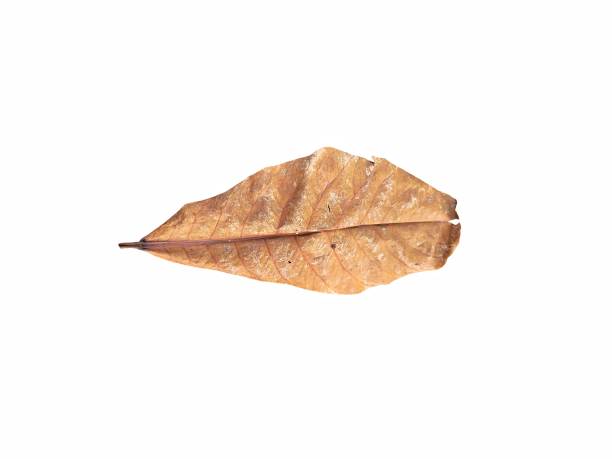 Dry leaf isolated on white background. Terminalia catappa. Autumn leaves