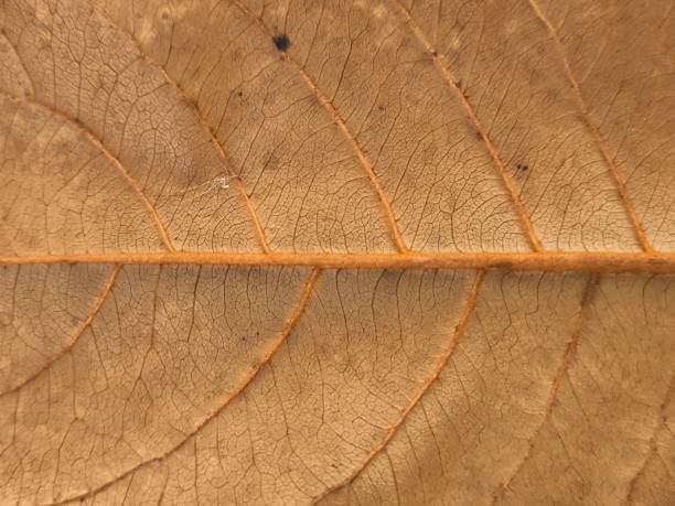 istock Dry leaf texture. Terminalia catappa. Autumn leaves. Seamless leaf background 2177418996