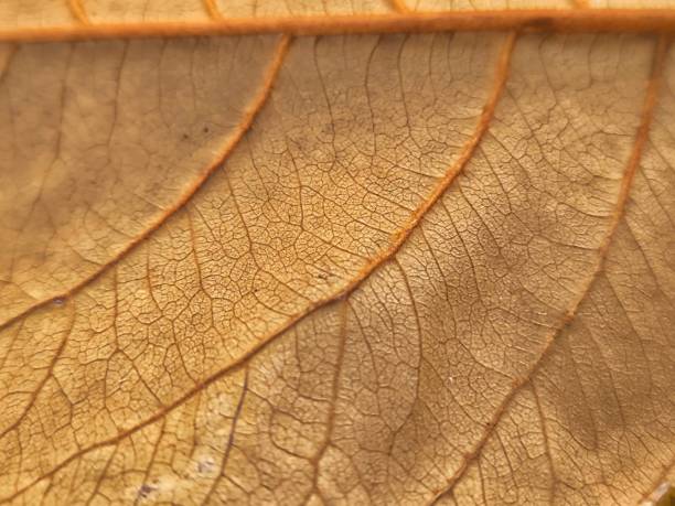 istock Dry leaf texture. Terminalia catappa. Autumn leaves. Seamless leaf background 2177419007