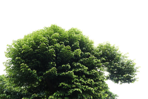 Green Tree, tree leaves  On a white background