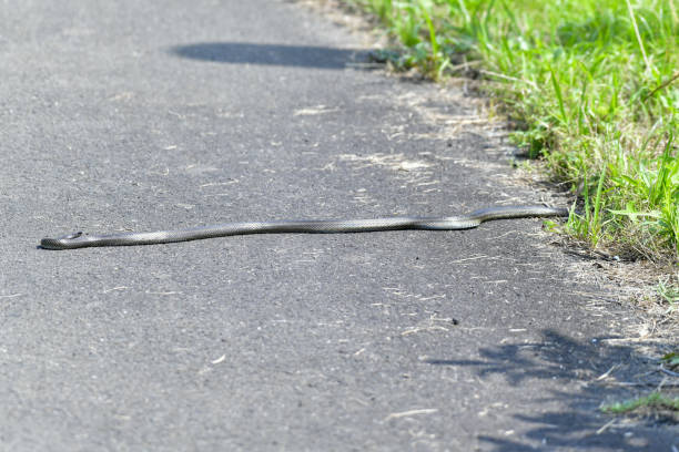 istock A Japanese rat snake on the road. 2177422028