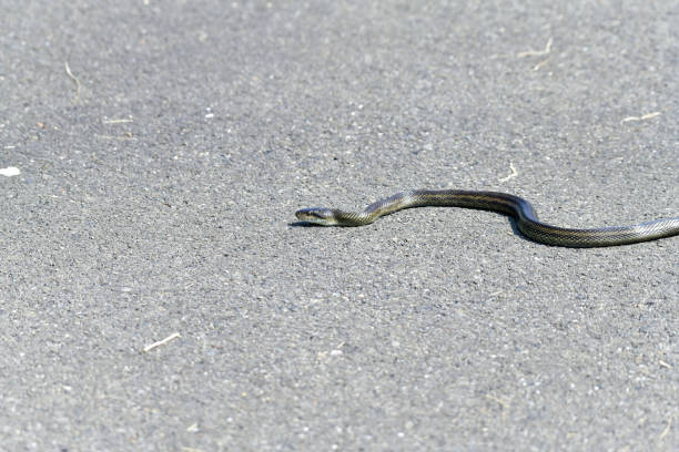 istock A Japanese rat snake on the road. 2177422071