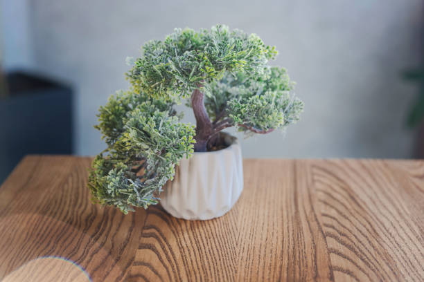 A small bonsai tree sits elegantly on a wooden table, illuminated by soft sunlight. The minimalist setting creates a serene and tranquil atmosphere, highlighting the simplicity of nature.