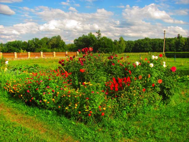 A vibrant flower garden in full bloom under a bright summer sky, showcasing colorful flowers