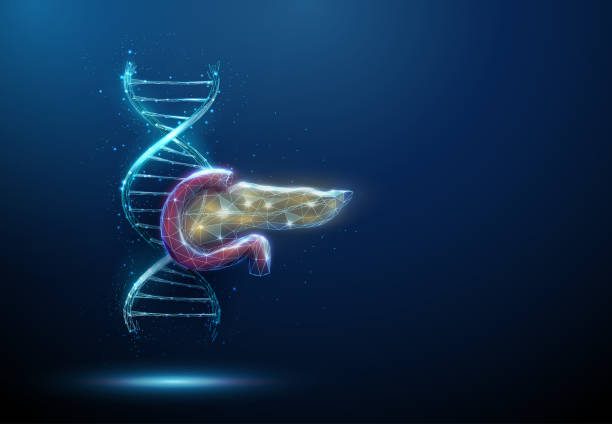 Blue 3d DNA molecule helix with red and yellow pancreas. Genetic diseases of the pancreas, DNA damage, genetic research concept Blue 3d DNA molecule helix with red and yellow pancreas. Genetic diseases of the pancreas, DNA damage, genetic research concept. Low poly futuristic style. Abstract wireframe light structure. Vector enzyme stock illustrations