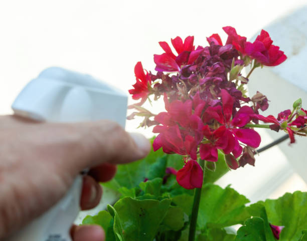istock Gardener sprays insecticide on geraniums to protect against pests 2177427884