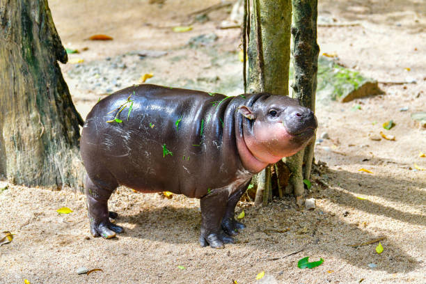 istock Pygmy hippo in Khao Kheow Open Zoo , Chonburi Thailand 2177430185