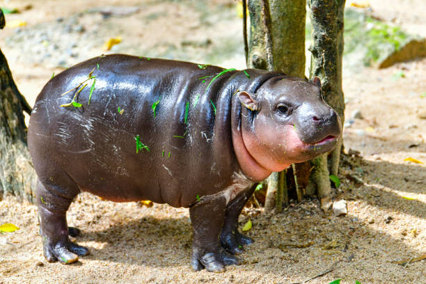 istock Pygmy hippo in Khao Kheow Open Zoo , Chonburi Thailand 2177430425