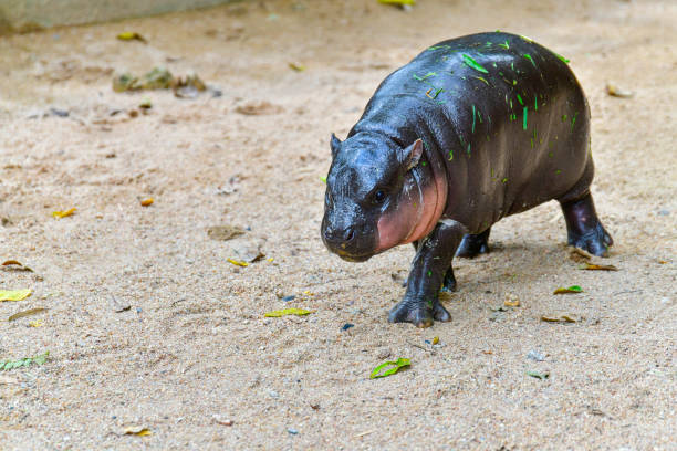 istock Pygmy hippo in Khao Kheow Open Zoo , Chonburi Thailand 2177430513
