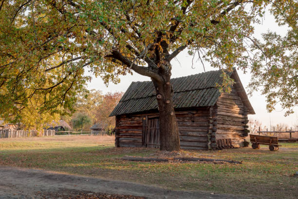 Traditional ukrainian wooden barn under a tree at warm autumn sunset.