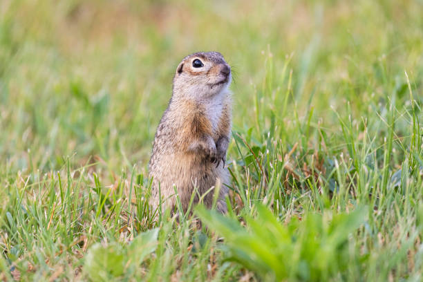istock Speckled ground squirrel animal stands on its hind legs 2177432738