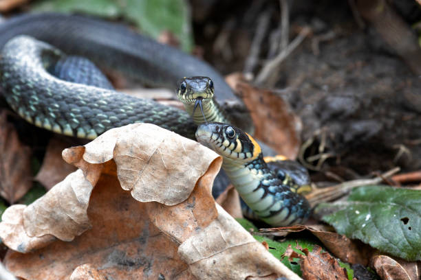 istock Grass snakes lies on old foliage. Close up 2177432867