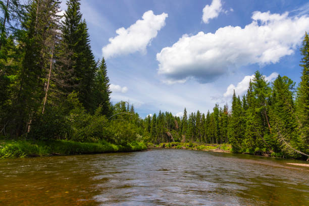 Summer landscape with river Azas. Russia. Siberia