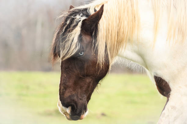 La tête d’un cheval brun dans un pré à Saosnes, en Sarthe, en France