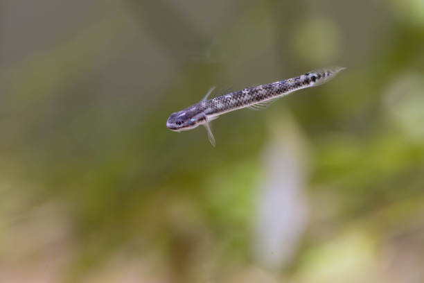 istock Electric Blue Neon Dwarf Goby - (Stiphodon atropurpureus) 2177435118