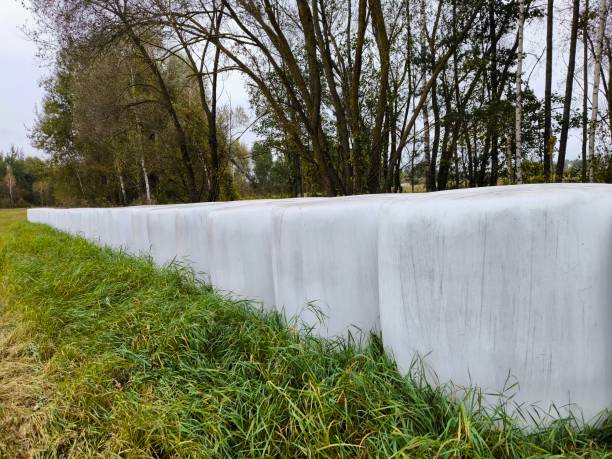 istock In the field, haystacks in plastic wrap 2177435281