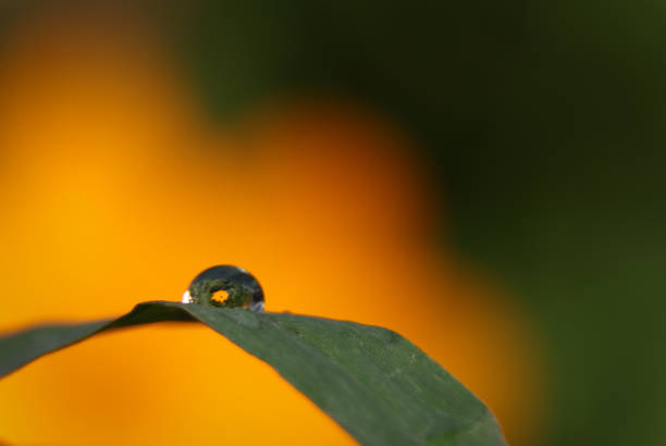 Image of a sunflower refracted in a rain drop that is sitting on a leaf.